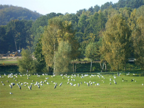 Spacer w ZOO Gdańsk-Oliwa, dużo białego ptactwa , m.innymi czaple