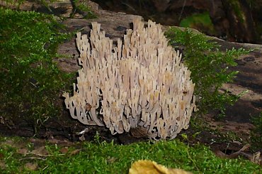 #Białowieża #puszcza #PuszczaBiałowieska #rezerwat