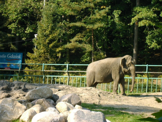 Spacer w ZOO Gdańsk-Oliwa