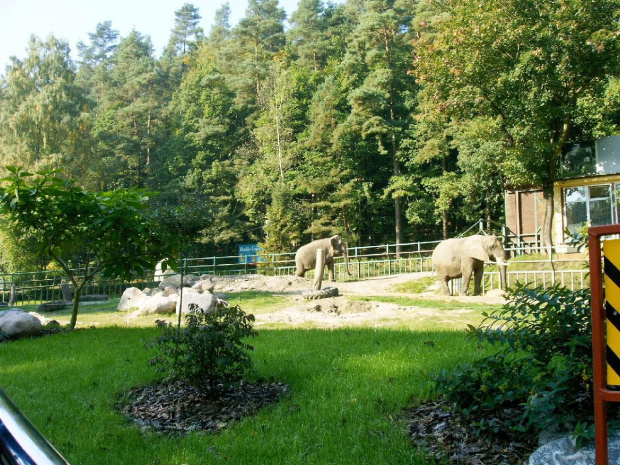 Spacer w ZOO Gdańsk-Oliwa, słonie, jeden z nich ciągle się bujał jakby tańczył a to dlaczego, że pracował w cyrku