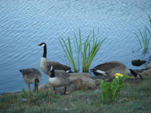 Gęsi nad stawem