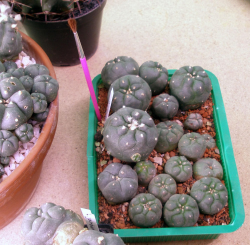 pejki #kolekcja #lophophora #LophophoraJourdaniana #pejotl #peyote