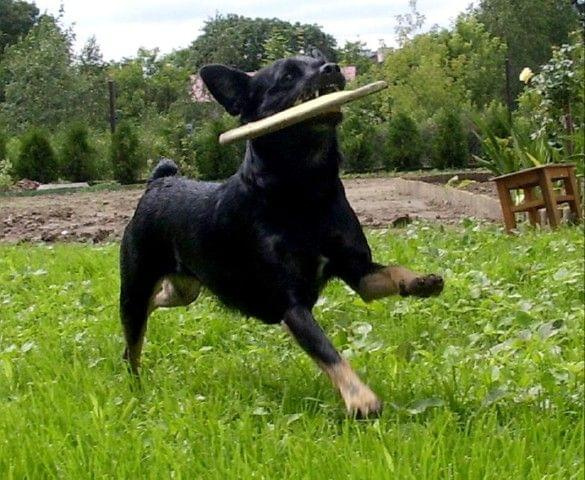 Bajka frisbee