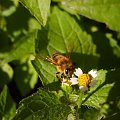 Pszczółka :) #natura #przyroda #pszczoła