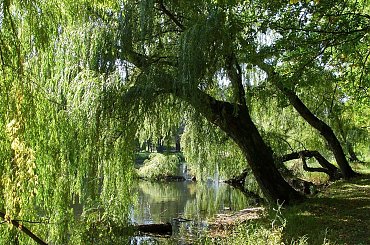 TORUŃ - PARK MIEJSKI I MARTÓWKA #FaunaIFlora