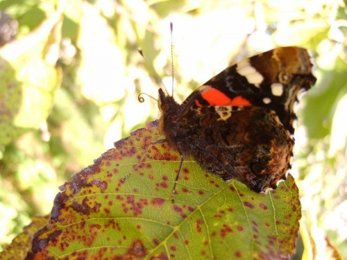 Motylek :D #owady #żyjątka #przyroda