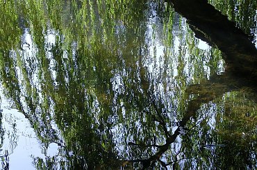 TORUŃ - PARK MIEJSKI I MARTÓWKA #FaunaIFlora