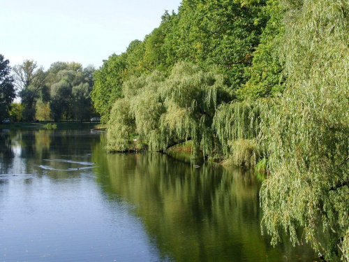 TORUŃ - PARK MIEJSKI I MARTÓWKA #FaunaIFlora