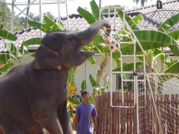 Elephants,Kho Samui #KhoSamui #thailand