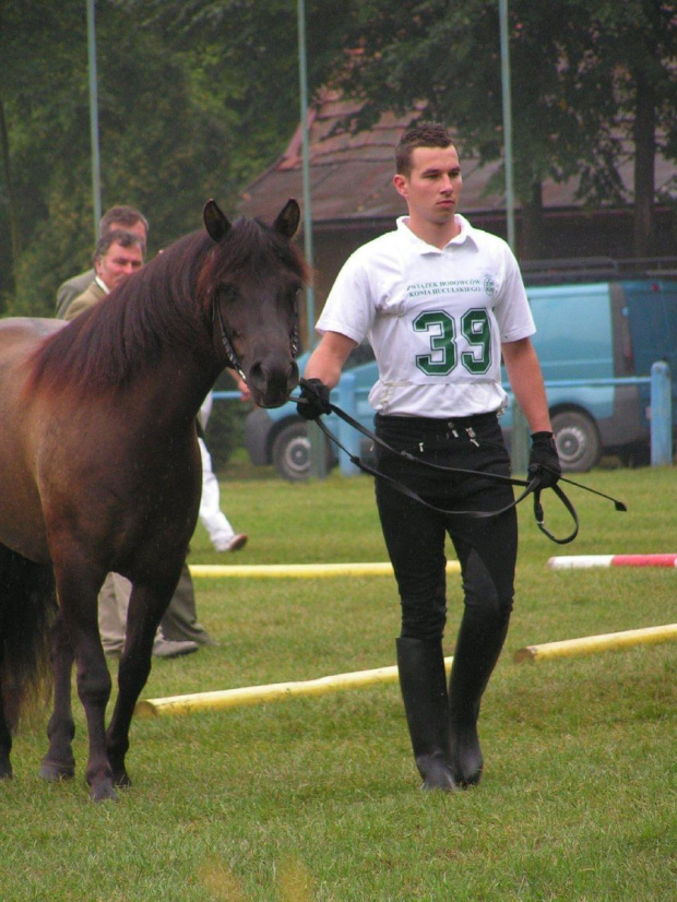 moje koniki