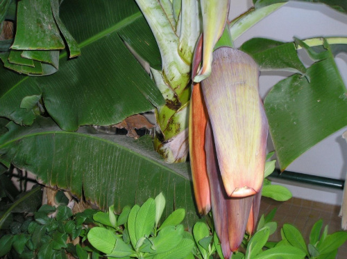 Bananowiec:) #banany #roślinki #egzotyczne #Rodos