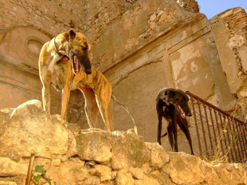 psy bez przyjaciela #psy #hiszpania
