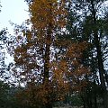 Drzewa jesienią ;) #przyroda #natura