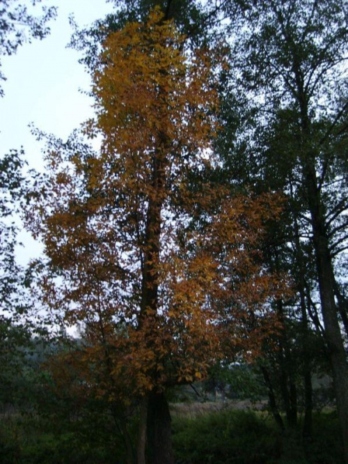 Drzewa jesienią ;) #przyroda #natura