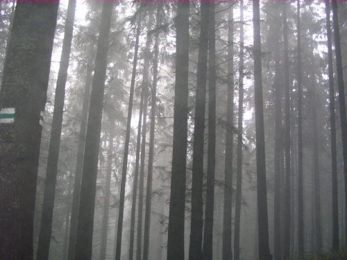 Mgła - na Nosalu #mgła #las #góry #szlak