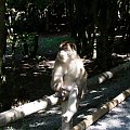 Małpi gaj w Salem i okolice