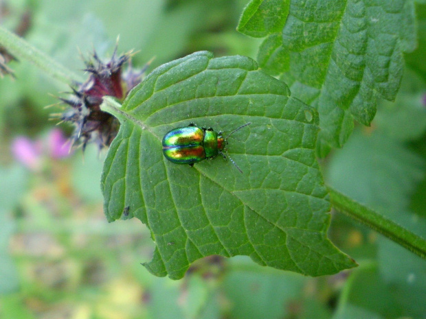 8. Chrysolina fastuosa . Data : 23.09.2007. Miejsce : obok szosy . Miejscowość : droga przed Smogorzewem .