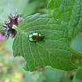 8. Chrysolina fastuosa . Data : 23.09.2007. Miejsce : obok szosy . Miejscowość : droga przed Smogorzewem .