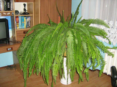 paprotka