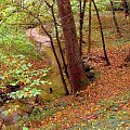 Dolina Brzezniczki #Jesień #jesien #brzezniczka #garbatka #las #krajobraz #wąwóz #wawoz