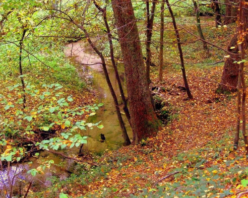 Dolina Brzezniczki #Jesień #jesien #brzezniczka #garbatka #las #krajobraz #wąwóz #wawoz