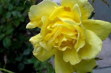 PIEKNE ROZE... #ROZE