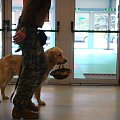 Golden retriever AFEZ Spoza Tras (Leo) - ćwiczenie dodatkowe